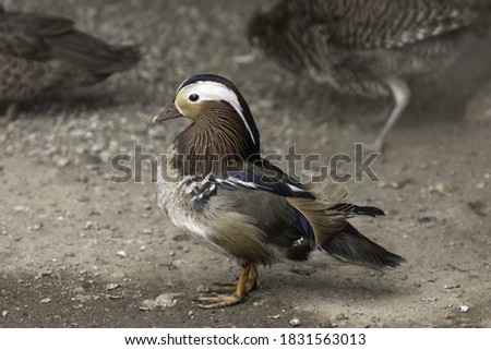 Mandarin Duck male with females behind