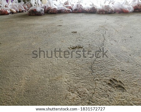 cat's footprints in wet plaster