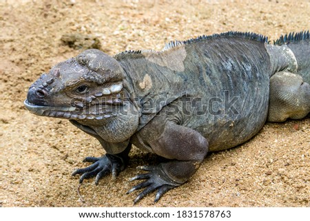 The rhinoceros iguana (Cyclura cornuta) is a threatened species of lizard in the family Iguanidae that is primarily found on the Caribbean island of Hispaniola. The closeup head image.