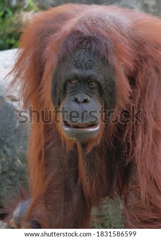 close up details orang utan borneo (Pongo pygmaeus) face portrait 