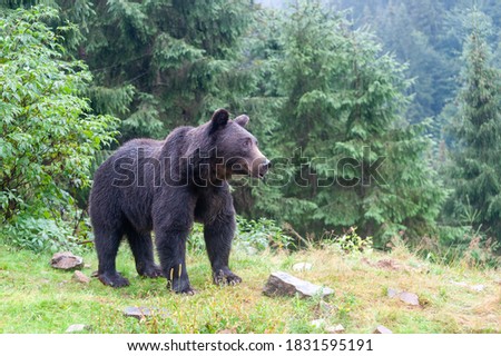 Brown bear (Latin Ursus Arctos) in the forest on a background of wildlife.