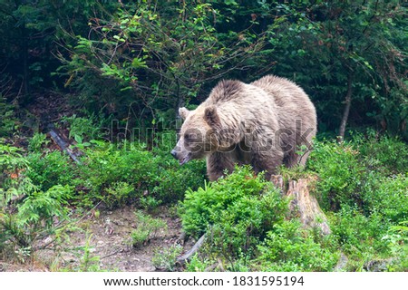 Brown bear (Latin Ursus Arctos) in the forest on a background of wildlife.