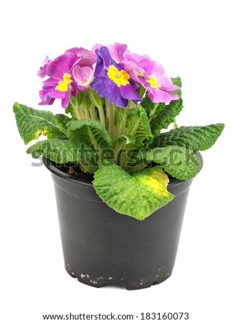 Primula flowers in plastic pot on a white background