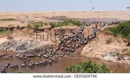 ultra wide angle shot of wildebeest herd crossing the mara river at masai mara national reserve in kenya Royalty-Free Stock Photo #1831604746