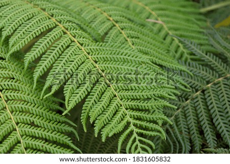 fern fronds in selective focus