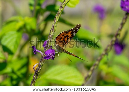 Beautiful orange and black butterfly gathering nectar from purple flowers