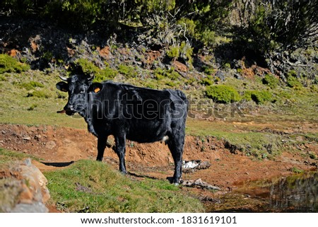 Cow in the landscape field