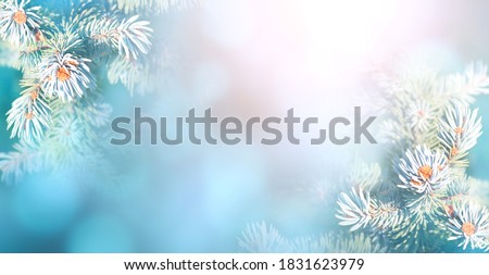 Horizontal Christmas background with branch of blue spruce. Holiday xmas banner with fir tree on abstract backdrop. Copy space for text. Photo toned in blue and pink colors