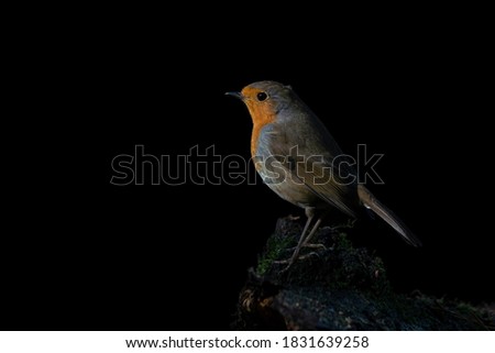 European Robin (Erithacus rubecula) on a tree trunk in the forest of Noord Brabant in the Netherlands. copy space. Isolated black background. Low key.
