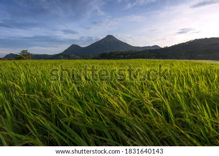 Scenery of rice terrace field with beautiful sunrise sky and high mountain in the background. Rural scene of Indonesia. Top photography destinations