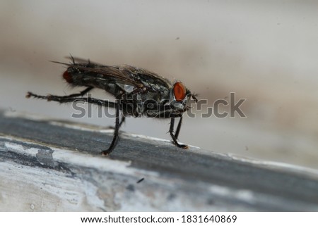 A large fly stands on the window outside macro photography