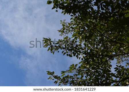 the blue fine sky and trees