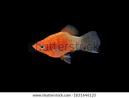 Golden Moon Platy (Platy fish, moon fish) on isolated black background. Xiphophorus Maculatus is live-bearing fish in family Poeciliidae, very popular community freshwater aquarium fish.