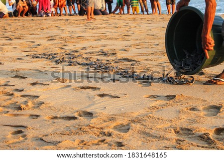 The release of young turtles to the sea, Ujung genteng beach, Indonesia