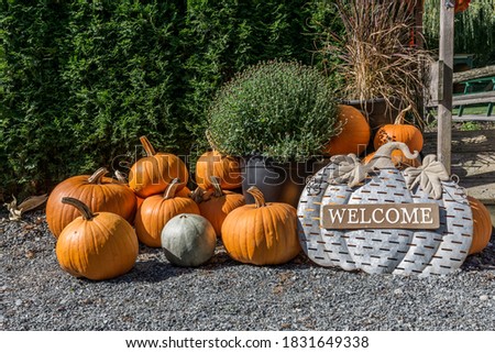 Harvested pumpkins on the ground at the entrance as welcome sign