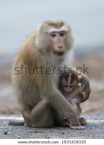 Mother and child of Southern pig-tailed macaque (Macaca nemestrina) in nature of tropical forest. Baby monkey is in mother's arms.