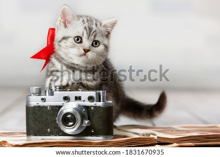Portrait of a cute tabby kitten with an old camera and album