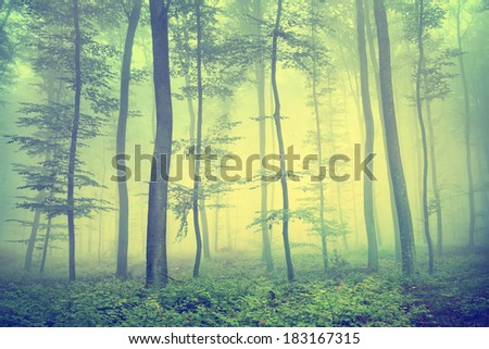 Vintage photo of foggy spring forest.