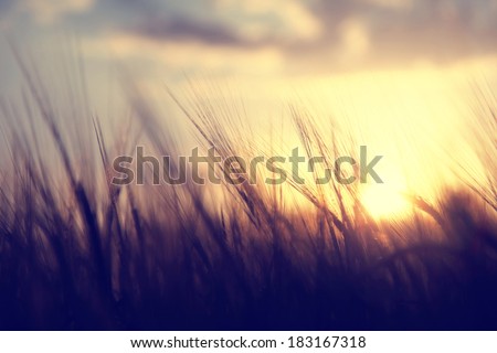 Spiritual golden wheat field with sunset. Vintage filter effect used.