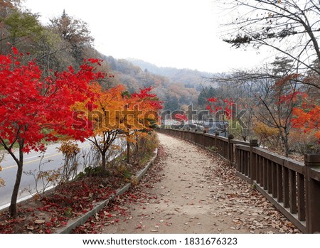 beautiful autumn red maple road