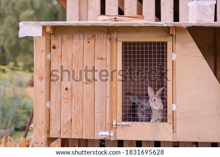 Rabbit farm household. Cute fluffy bunnies in cages. Animal prison. Breeding of thoroughbred animals selection. Farming animal husbandry. Eco farm meat production