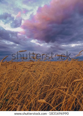 Golden wheat field with ripe ears of corn against a dark stormy sky.