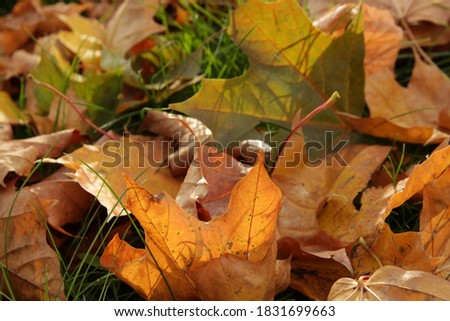 Fall leaves on green grass field, view from above, autumn background.