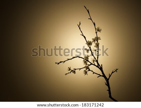 Blackthorn flowers, Prunus Spinosa backlit - spring blossom background