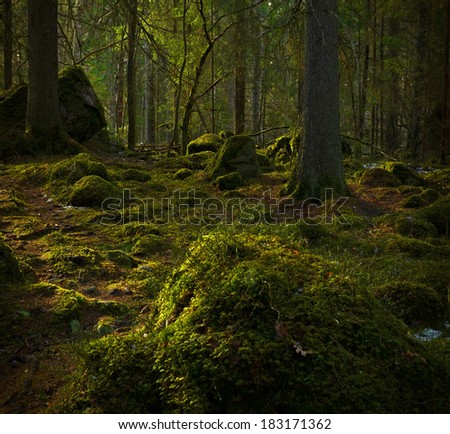 Grunge forest background in sweden. Texture conceptual image