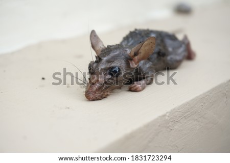 Dead and wet house rat. The house rat (Rattus rattus) is a common rodent that is easily found in homes with a long tail and is good at climbing and jumping.