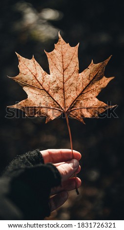 Colorful Autumn leaf, fall, season