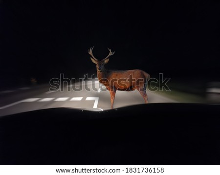 Caution - deer crossing in autumn Royalty-Free Stock Photo #1831736158