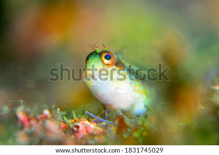 Under water fish face photo 