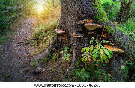 A group of fungi against a tree trunk in the Belgian nature. Turkey tail mushroom or Trametes Versicolor.