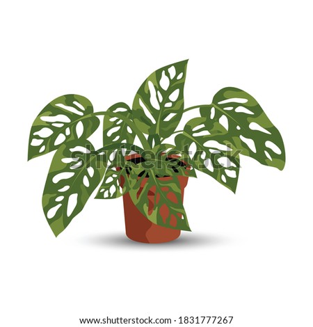Monstera houseplant vector flat design with white background