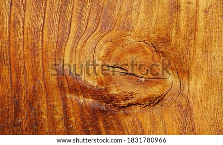 Natural wood structure. Macro photography.