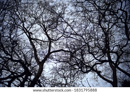 view of branches without leaves background, abstract, stress sadness