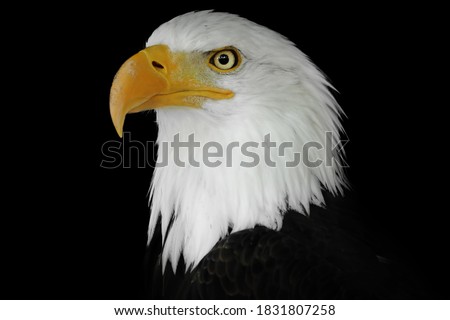 Portrait of an eagle n a black background. Colour portrait eagle. Poupalar american bird. Royalty-Free Stock Photo #1831807258