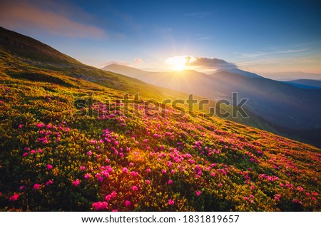 Incredible pink flowers rhododendrons at sunset. Location Carpathian mountains, Ukraine, Europe. Art photo of nature. Scenic image of the exotic place. Natural wallpaper. Discover the beauty of earth.