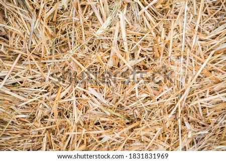 Closeup image of dry grass stalks on the ground after mowing and straw collection