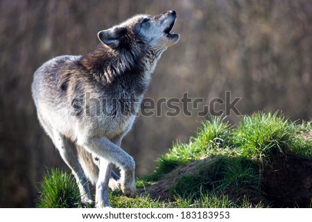Backlit Grey Wolf howling against a background of dark forest/Grey Wolf/Grey Wolf 