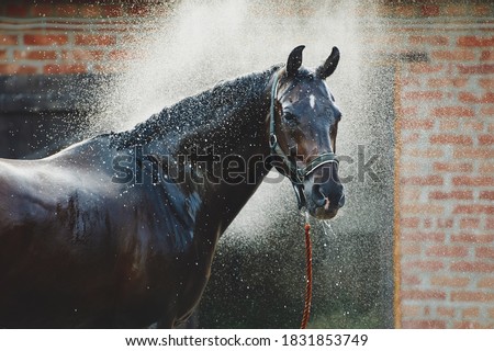 Horse portrait in spray of water. Horse shower at the stable Royalty-Free Stock Photo #1831853749