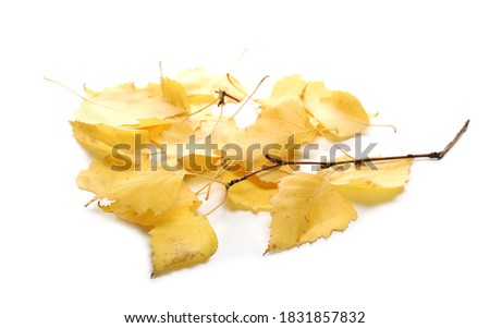 Yellow birch leaves during autumn season isolated on white background