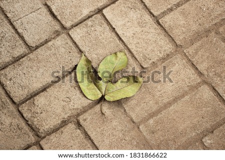 leaf wallpaper over the street