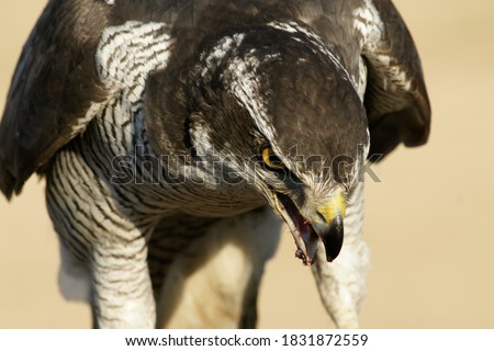 
Buzzard Eurasian sparrowhawk  eating meat