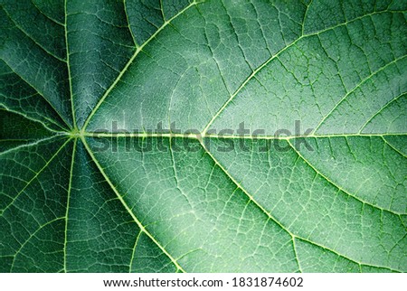 Green tropical leaf. Leaf of tree texture close up. Aabstract green nature background.