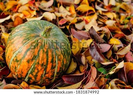 Pumpkin lying on autumn fallen leaves  background. Close up. Selective focus. Copy space.