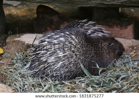 Sharp spines on the body of a porcupine