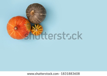 Pumpkins on blue pastel background. harvest, halloween, thanksgiving
