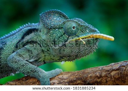 Chameleon hunting insect with long tongue. Exotic beautiful endemic green reptile with long tail from Madagascar. Wildlife scene from nature. Furcifer oustaleti eating behaviour, reptile with food. Royalty-Free Stock Photo #1831885234